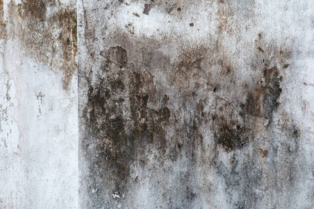 Best Real Estate Mold Inspection  in Sunriver, OR